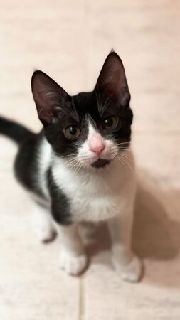 探病遇到E喵。（圖／翻攝自Threads@ritadesertrose）