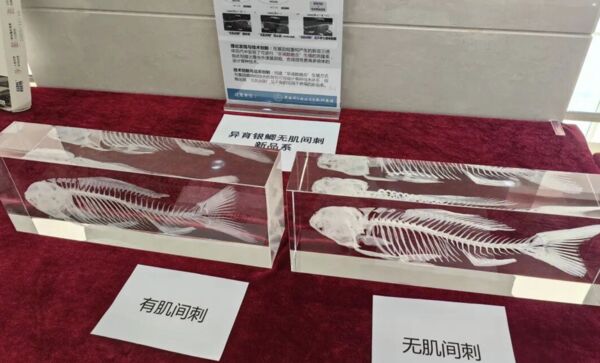 ▲大陸「科研鯽魚」經過四年研究成功培育，有望可端上餐桌。（圖／翻攝中國青年報）