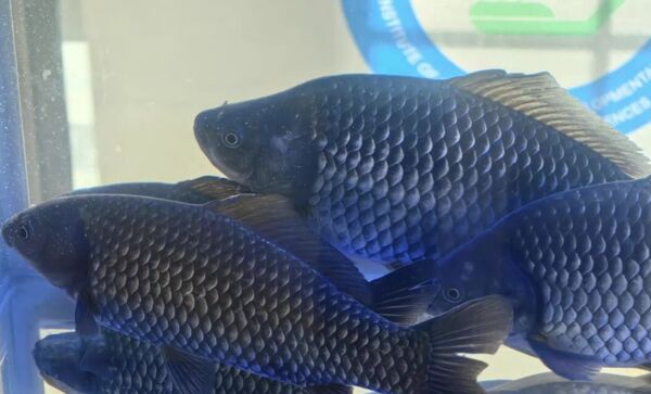 ▲大陸「科研鯽魚」經過四年研究成功培育，有望可端上餐桌。（圖／翻攝中國青年報）