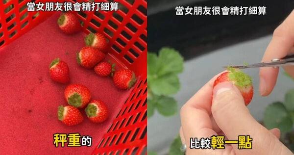 民眾到草莓園採草莓，為了省錢將蒂頭全都修剪。（圖／Threads／@fu_cheng122）