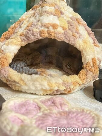 ▲。（圖／Threads@yisssss24提供，請勿隨意翻拍，以免侵權。）