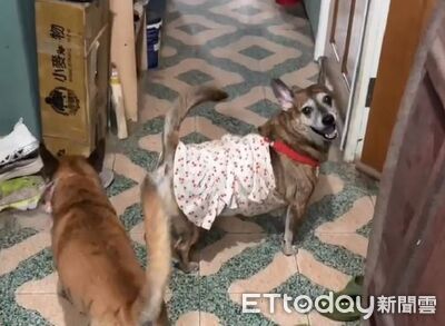 米克基揪睡覺「站床前狂暗示」　穿小洋裝回眸滿臉誠懇笑容