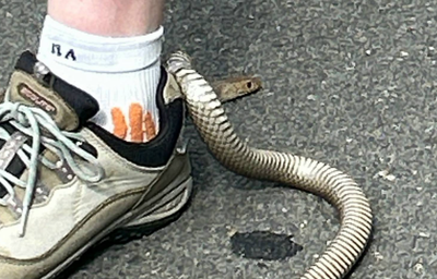 一口能殺死20萬隻老鼠　女低頭發現「世界第二毒蛇」鑽進球鞋