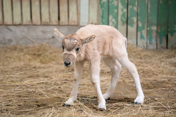 羚羊寶寶誕生。（圖／台北市立動物園提供）