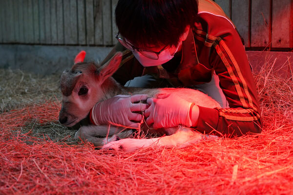 羚羊寶寶誕生。（圖／台北市立動物園提供）