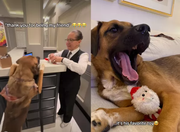 狗狗收到聖誕禮物。（圖／翻攝自IG@goose_the_goober_）