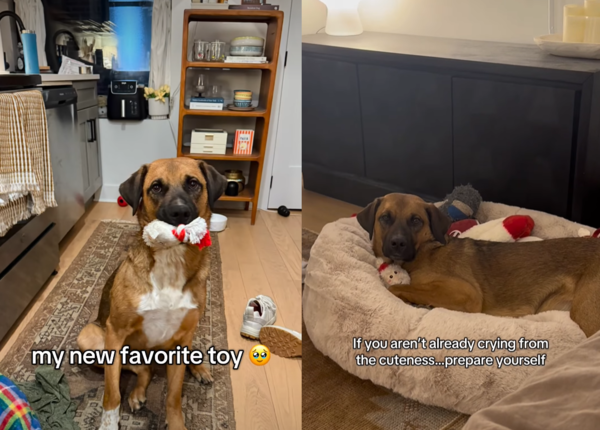 狗狗收到聖誕禮物。（圖／翻攝自IG@goose_the_goober_）