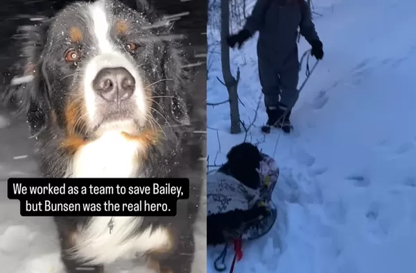 散步無視主人指令暴衝　伯恩山犬「雪堆救出垂死汪」英勇畫面曝。（圖／翻攝自Instagram／bunsenberner.bmd）