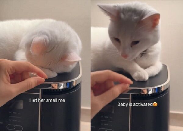 ▲。（圖／翻攝自TikTok／@melinagundogdu）