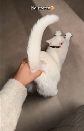 ▲。（圖／翻攝自TikTok／@melinagundogdu）