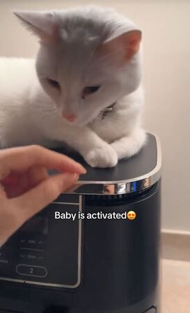 ▲。（圖／翻攝自TikTok／@melinagundogdu）