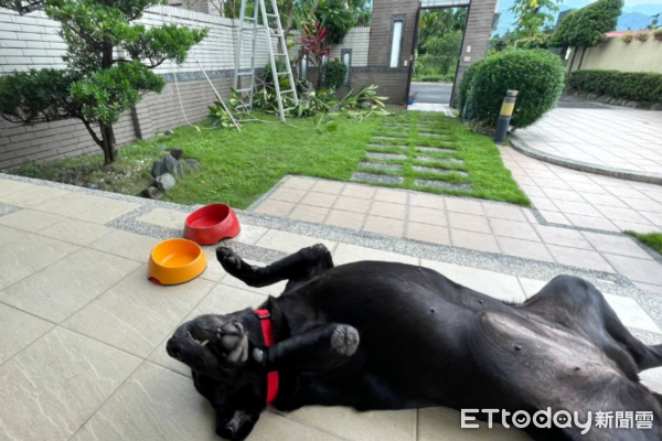 退役緝毒犬Vanya當護童大使。（圖／飼主謝秀吟提供）