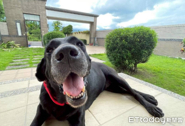 退役緝毒犬Vanya當護童大使。（圖／飼主謝秀吟提供）