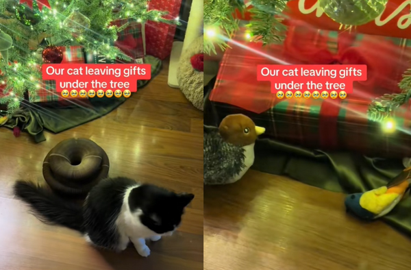 曾是浪貓變萌寵　黑白貓聖誕樹下「偷塞最愛玩具」向馬麻報恩。（圖／翻攝自TikTok／siriusblackandwhite）