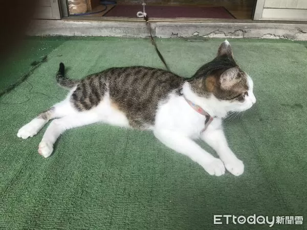 ▲▼             。（圖／記者白珈陽攝）