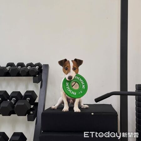 傑克羅素犬叼槓片。（圖／Threads@latte_midnight_daily提供）