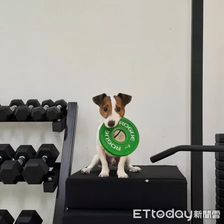 傑克羅素犬叼槓片。（圖／Threads@latte_midnight_daily提供）