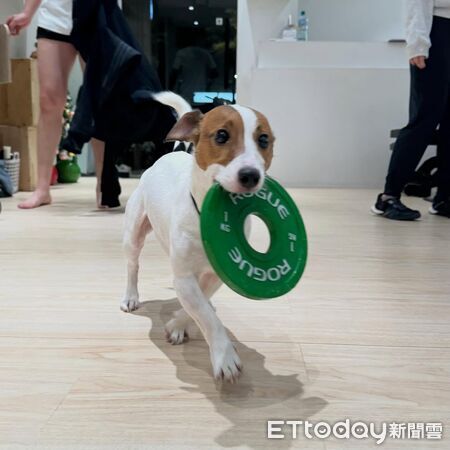 傑克羅素犬叼槓片。（圖／Threads@latte_midnight_daily提供）