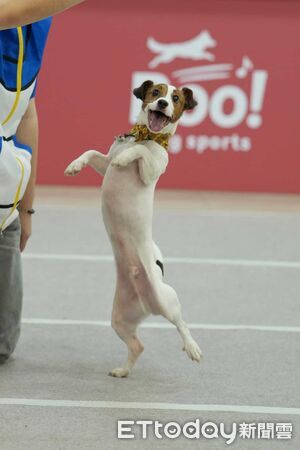 傑克羅素犬叼槓片。（圖／Threads@latte_midnight_daily提供）