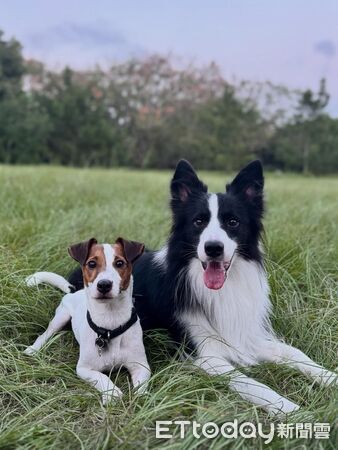 傑克羅素犬叼槓片。（圖／Threads@latte_midnight_daily提供）