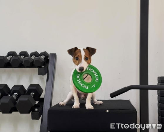 傑克羅素犬叼「1公斤槓片」滿場跑　飼主曝大力士事蹟