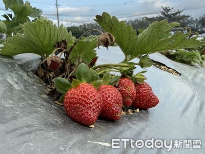減產不減品質　關山草莓園假日吸引親子體驗採果樂
