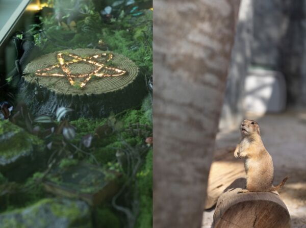 ▲▼高雄野森動物學校。（圖／業者提供）