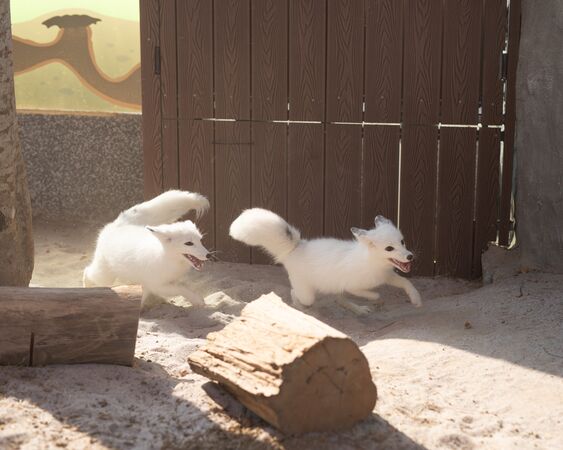 ▲▼高雄野森動物學校。（圖／業者提供）