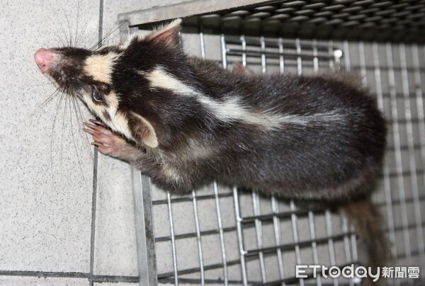 ▲狂犬病鼬獾近年仍持續被驗出病例，動保單位提醒民眾若發現異常野生動物出沒，應提高警覺、勿靠近接觸，飼主每年定期替犬貓施打狂犬病疫苗，降低狂犬病傳播風險。（圖／記者林東良翻攝，下同）