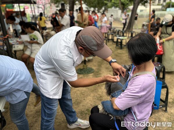 ▲狂犬病鼬獾近年仍持續被驗出病例，動保單位提醒民眾若發現異常野生動物出沒，應提高警覺、勿靠近接觸，飼主每年定期替犬貓施打狂犬病疫苗，降低狂犬病傳播風險。（圖／記者林東良翻攝，下同）