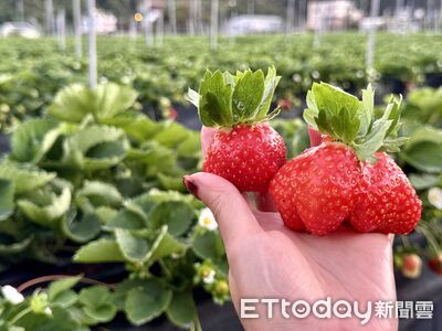 年輕人批「採草莓」智障行為!大票看傻 見解釋驚呆:老了