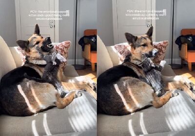 德牧顧虎斑妹「被狂啃嘴邊肉」　齜牙警告沒效超無奈