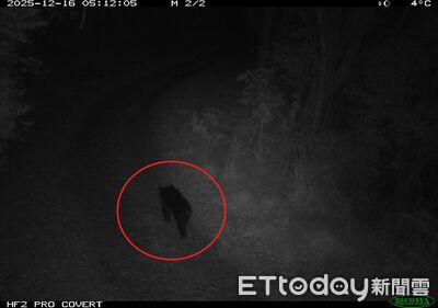 熊出沒！台灣黑熊罕見現蹤梨山　距部落「僅2公里」官方急應變