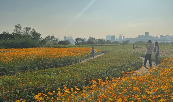 ▲AH!Q在淡水金色水岸，陪大家等待跨河煙火,三重鴨鴨公園花海。（圖／新北市高灘處提供）