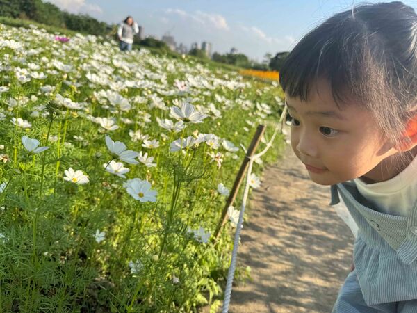 ▲AH!Q在淡水金色水岸，陪大家等待跨河煙火,三重鴨鴨公園花海。（圖／新北市高灘處提供）