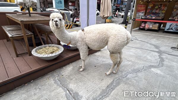 ▲▼ 羊駝,鬆餅            。（圖／記者張雅雲攝）