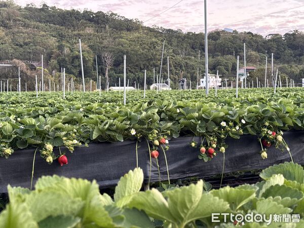 ▲苗栗大湖「琉璃秋境」窯烤披薩,苗栗大湖草莓。（圖／記者彭懷玉攝）