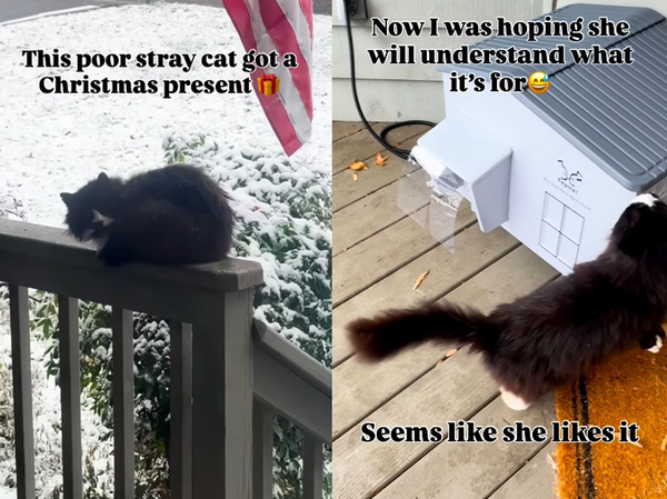 下雪天不捨黑白浪貓窩居街頭　女霸氣送「暖氣小屋」當聖誕禮物。（圖／翻攝自Instagram／kotiki.proglotiki25）