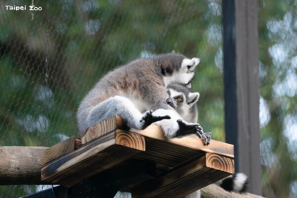 ▲。（圖／臺北市立動物園提供）