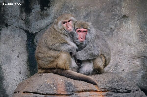 ▲。（圖／臺北市立動物園提供）