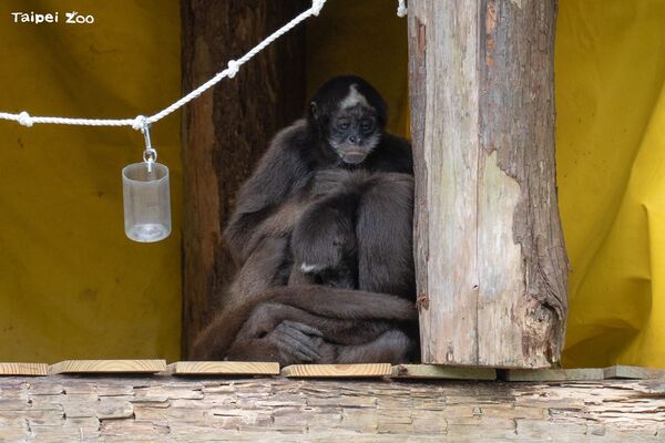 ▲。（圖／臺北市立動物園提供）