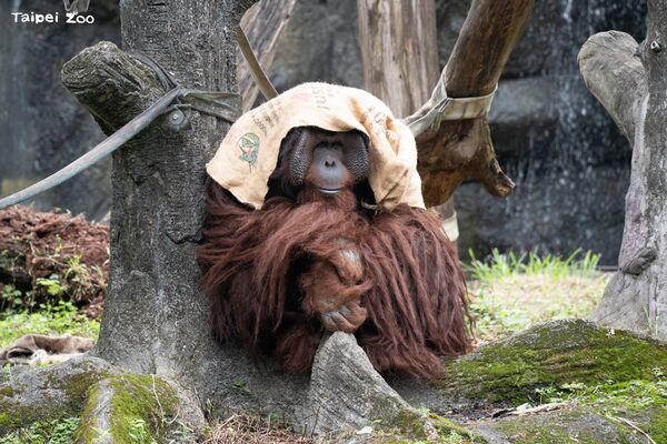 ▲。（圖／臺北市立動物園提供）