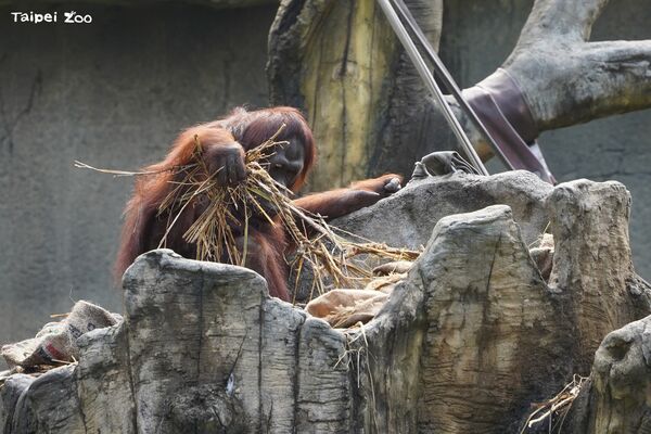 ▲。（圖／臺北市立動物園提供）