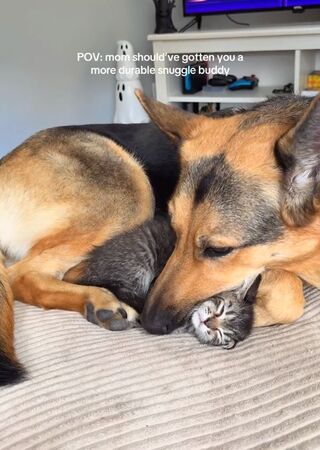 ▲。（圖／翻攝自TikTok／@evieandoaky）