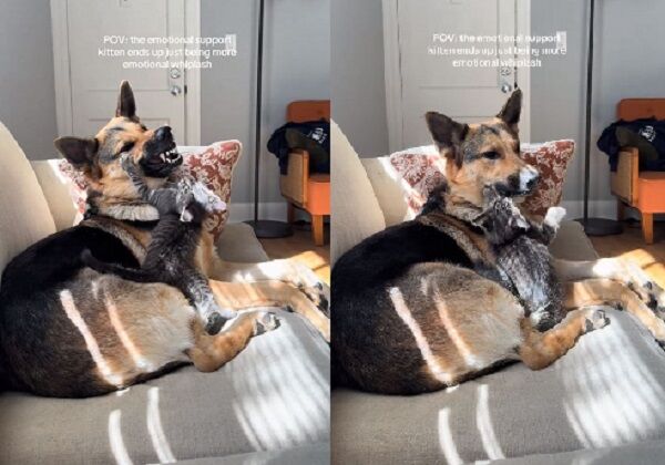 ▲。（圖／翻攝自TikTok／@evieandoaky）