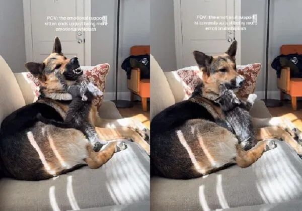 ▲。（圖／翻攝自TikTok／@evieandoaky）