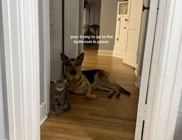 ▲。（圖／翻攝自TikTok／@evieandoaky）