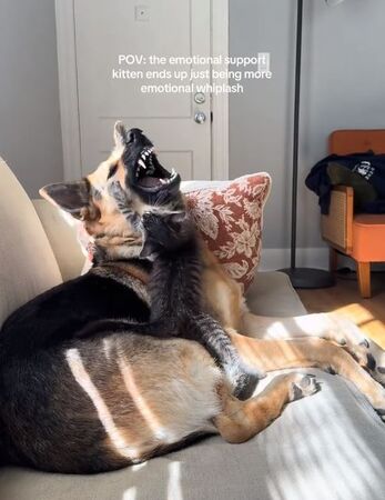 ▲。（圖／翻攝自TikTok／@evieandoaky）