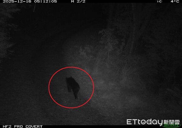 ▲黑熊,梨山。（圖／林業署台中分署提供）