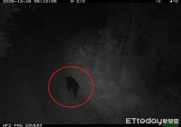 ▲黑熊,梨山。（圖／林業署台中分署提供）